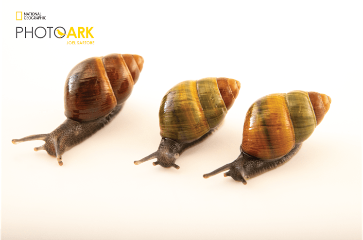 The Quest to Restore the Voice of the Forest: Endangered Hawaiian Snails  Get New Megaphone